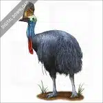 Southern Cassowary stock image
