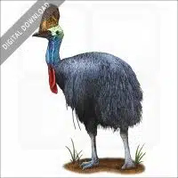 Southern Cassowary stock image