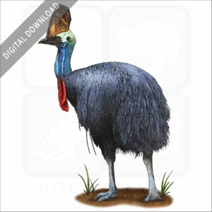 Southern Cassowary stock image