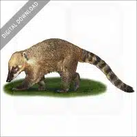South American Coati stock image
