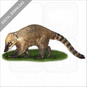 South American Coati stock image