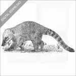 South American Coati