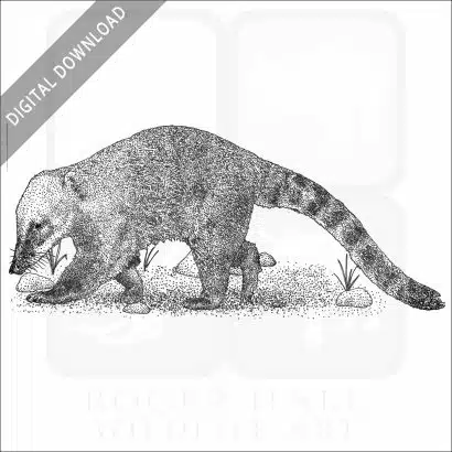 South American Coati