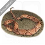 Eastern Copperhead stock image