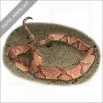 Eastern Copperhead stock image