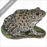 Southern Crawfish Frog stock image