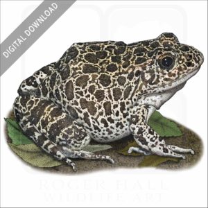 Southern Crawfish Frog stock image