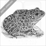 Southern Crawfish Frog