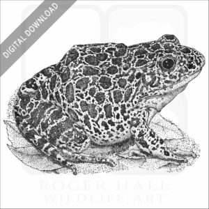 Southern Crawfish Frog