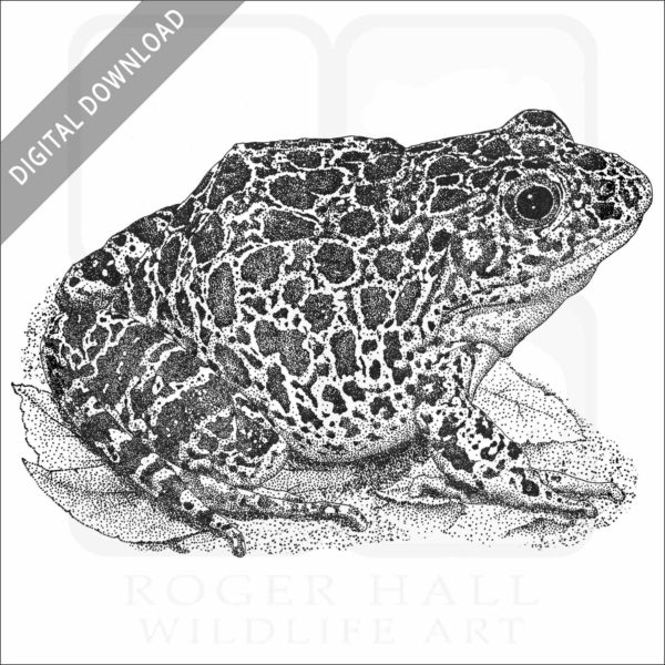 Southern Crawfish Frog