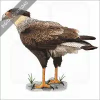 Crested Caracara stock image