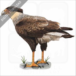 Crested Caracara stock image