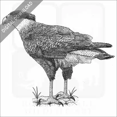 Crested Caracara