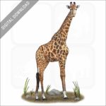 Southern Giraffe stock image