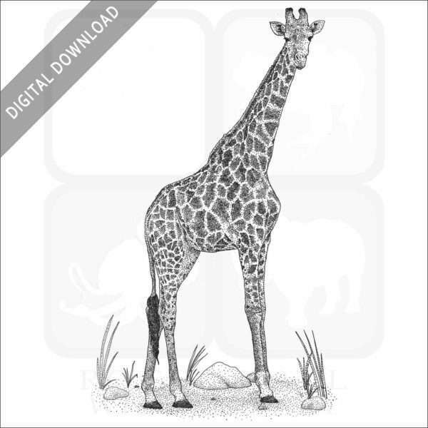 Southern Giraffe