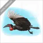 Southern Ground Hornbill stock image