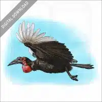 Southern Ground Hornbill stock image