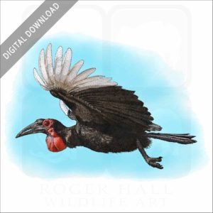 Southern Ground Hornbill stock image