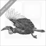 Southern Ground Hornbill
