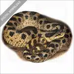Southern Hognose Snake stock image