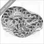 Southern Hognose Snake