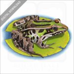 Southern Leopard Frog stock image