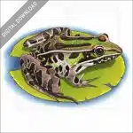 Southern Leopard Frog stock image