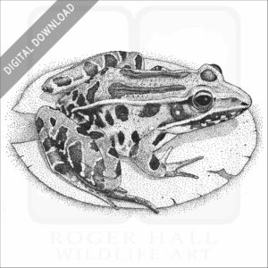 Southern Leopard Frog