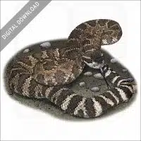 Southern Pacific Rattlesnake stock image