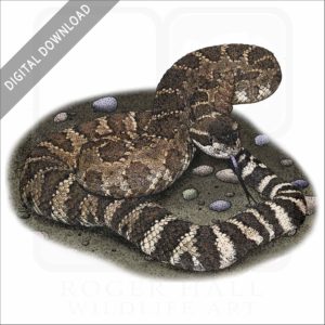 Southern Pacific Rattlesnake stock image