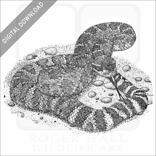Southern Pacific Rattlesnake