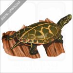 Southern Painted Turtle stock image