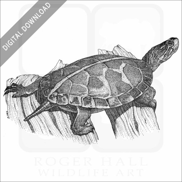 Southern Painted Turtle