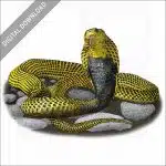 Southern Philippine Cobra stock image