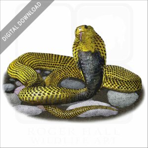 Southern Philippine Cobra stock image