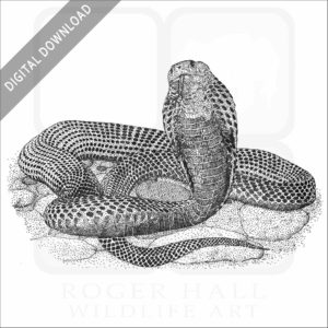 Samar or Southern Philippine Cobra