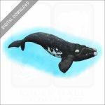Southern Right Whale stock image