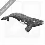 Southern Right Whale