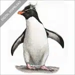 Southern Rockhopper Penguin stock image