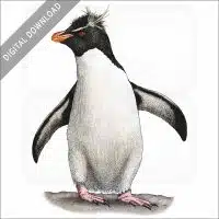 Southern Rockhopper Penguin stock image