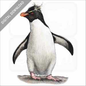 Southern Rockhopper Penguin stock image