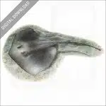 Southern Stingray stock image