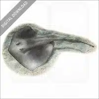 Southern Stingray stock image
