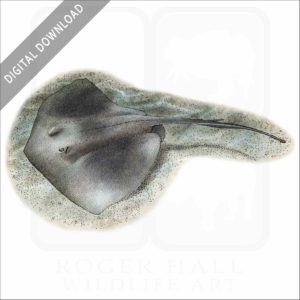 Southern Stingray stock image