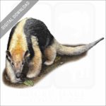 Southern Tamandua stock image