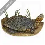 Southwestern Pond Turtle stock image