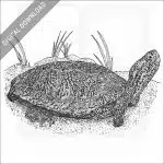 Southwestern Pond Turtle
