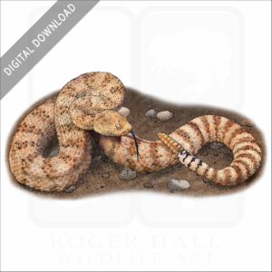 Southwestern Speckled Rattlesnake stock image