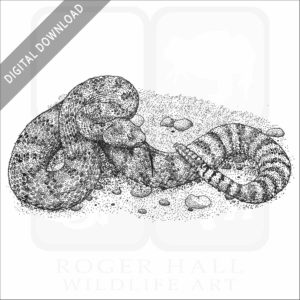 Southwestern Speckled Rattlesnake