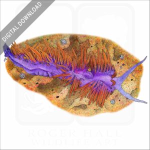 Spanish Shawl Sea Slug stock image